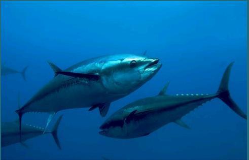 Marine living resources case law International Tribunal for the Law of the Sea s provisional measures order in the Southern Blue-Fin Tuna case brought by Australia and New Zealand against Japan,