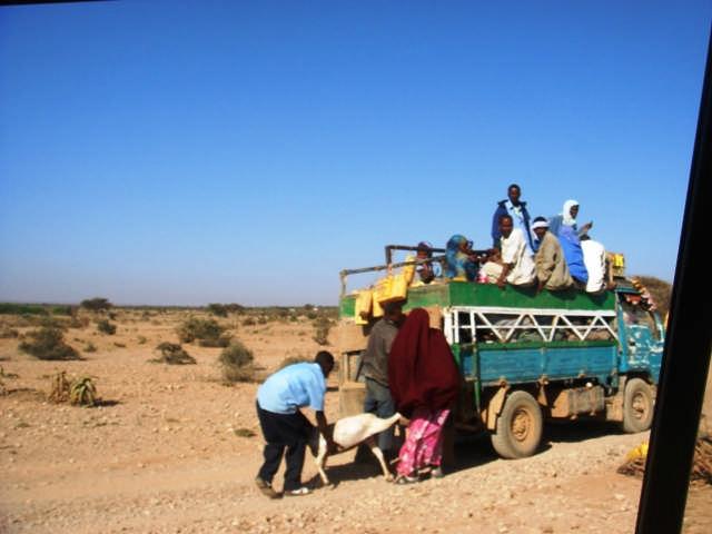 In Salahley, a woman loads a goat on a truck for sale in Hargeisa, the capital.