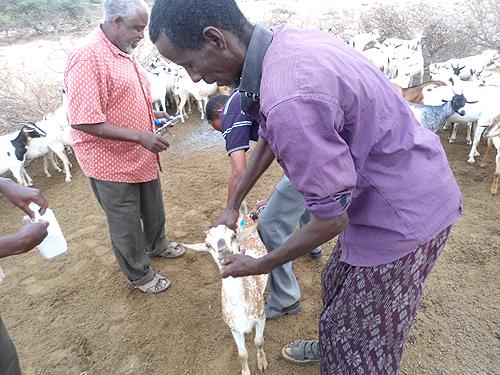 Food Security and Livelihoods We provided livestock -goats, and cattle these can provide innumerable benefits to nutrition, food security, and livelihoods for vulnerable rural people.