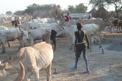 36 A young boy herds cattle in Poktap, Duk County. 11. Offer Cow Ownership Verification (COV) The government should create a receipt that is difficult to counterfeit.