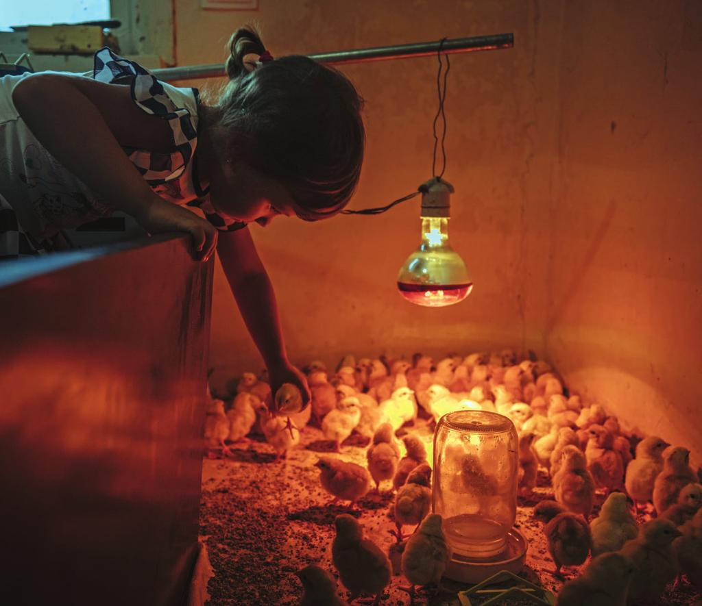 Cover, internal cover page and other photos in this publication: Valerii and his family were displaced to Novyi Donbas village, Donetsk Oblast. They run a chicken farm.