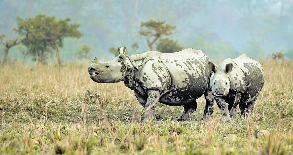 Guards get modern weapons to fight poaching- Assam has five national