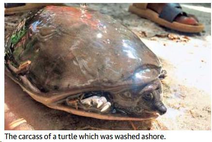 Prelims Focus Facts-News Analysis Alarm over mass turtle deaths in