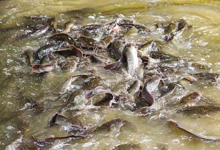 BUSINESS 5 China s imports of sugar increase one-fold in third week of May Freshwater catfishes are seen at a small-scale fish farm.