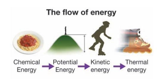 7.2 Sources of energy Ø The chemical potential energy stored in the food you eat is converted