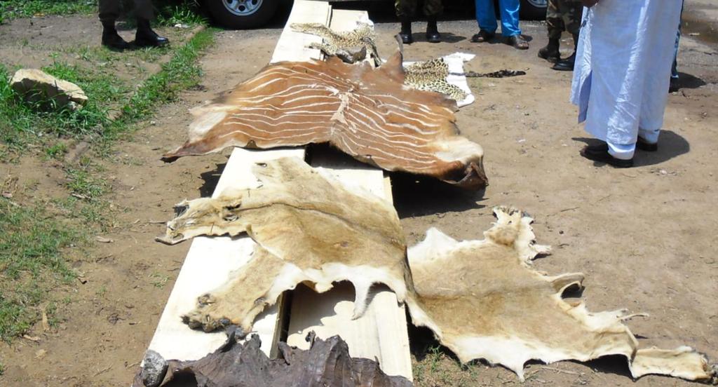 A lion skin with skins of Bongo, leopard and crocodile seized following the arrest of a dealer by RALF in CAR highlighting the trade in trophies and trade in lions, soon to become extinct in the