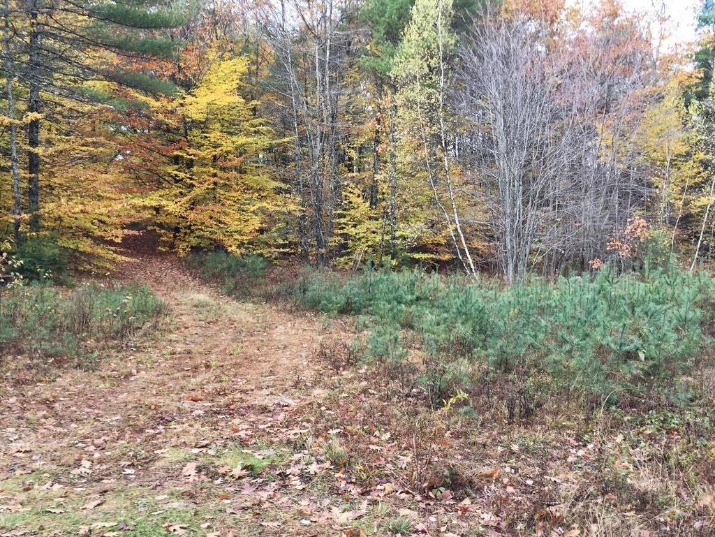 Woods road, 10/30/18 Water Resources The property contains 3 miles of frontage on the Northwest River- a major tributary to Sebago Lake.