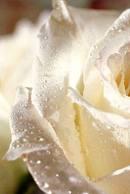 17 Psi State News Winter 2015 White Roses In loving memory of our Psi State Sisters With candlelight and roses, With song and thoughts so true, We honor you who ve left us, And pledge ourselves anew;