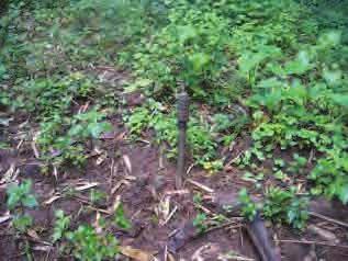 now Company Second-in-Command. 130 [Photo: ] The photo above left shows a Burmese-made MM-1 stake fragmentation mine planted in Saw Muh Bplaw village tract, Lu Thaw Township, Papun District.