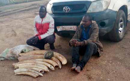2 Kenyan ivory traffickers arrested with 49 kg of ivory in Uganda, they used a vehicle of a Ugandan government official donated by UNICEF Summary 30 wildlife traffickers were arrested in 6 countries