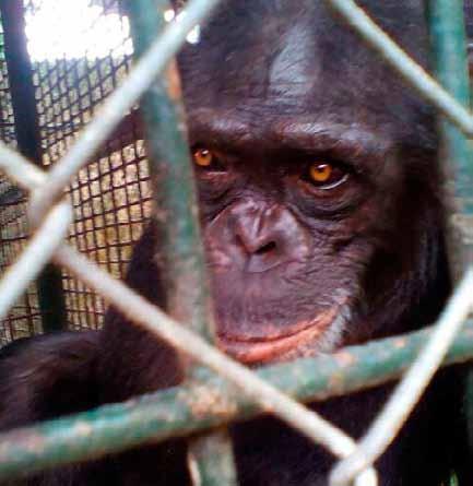 The traffickers were arrested at the entrance to the cargo area of the Douala International Airport with the two female chimps, crammed in two small cages.
