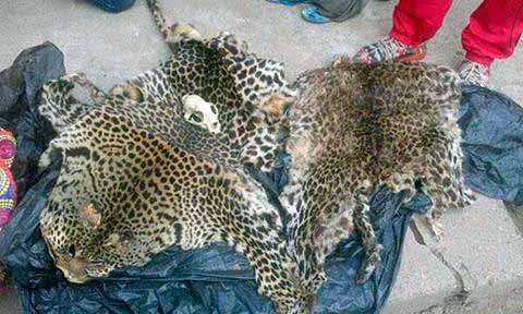 Congo PALF 2 traffickers arrested with 2 leopard skins. The first one was arrested when he tried to sell them and he denounced another trafficker, who was arrested a day later.