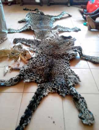 They denounced and led to the arrests of three other traffickers, who were supplying the ring with leopard skins and other contraband, one of them a local village chief.