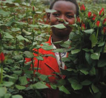 from left: Fair Trade roses in Tanzania, p. 10, Interview with Congolese pastor Bulambo Lembelembe Josué, p. 52, Coffee harvesting in Mexico, p. 25. contents Global Knowledge 2 / 2008 WHAT NOW, WTO?