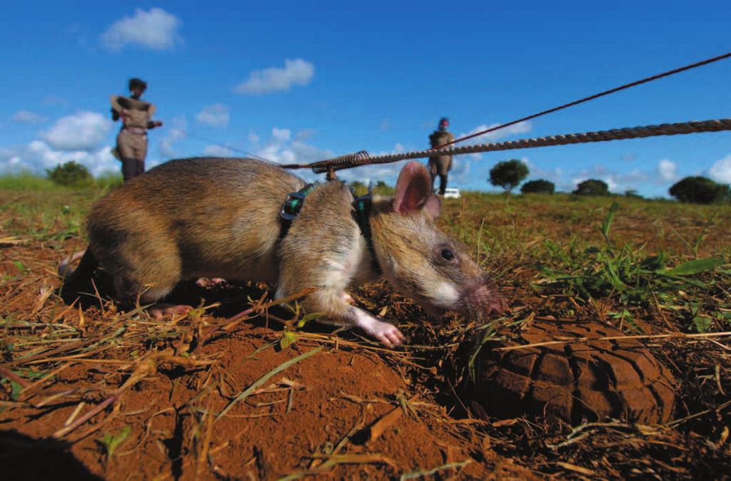 explosive The trained rats indicate the position of a landmine by scratching the surface at the spot. Being lightweight, they do not set off the explosive devices.