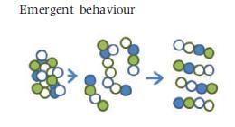 Emergent behavior refers to the spontaneous creation of order, which appears when
