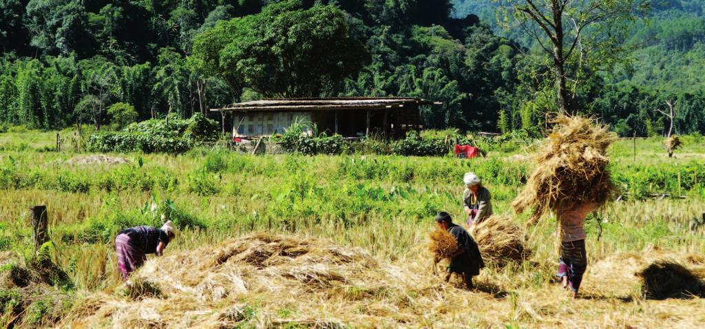 Villagers harvesting rice, Ler Mu Plaw.