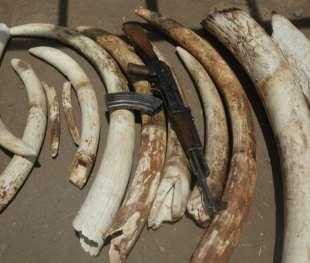 Effects of corruption in Wildlife trafficking Wildlife trafficking has become one of the world's most profitable