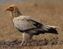 Egyptian Vulture (Neophronpercopterus), African Fish Eagle (Halliaeetus vocifer), Imperial Eagle (Aquila