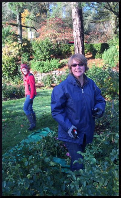 Rose Garden Put to Bed for Winter Dame Kathy Fastenau is shown here as she prunes back roses per the