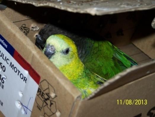 2012) 250 specimens smaller parrots (CITES II and