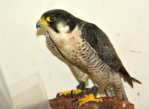 2014 Illegal posession Falco peregrinus (CITES