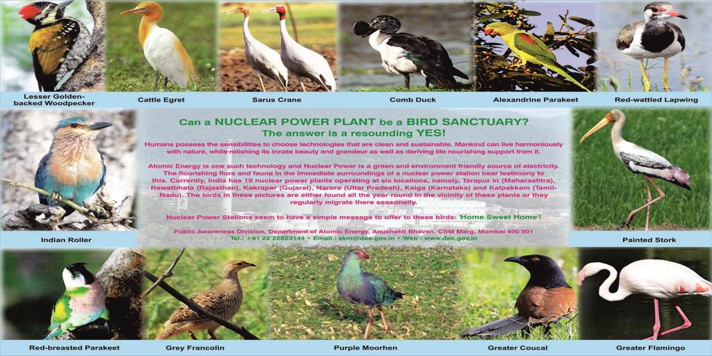 Can a NUCLEAR POWER PLANT be a BIRD SANCTUARY?