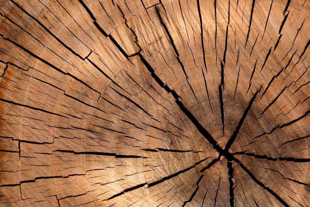 Overview of Competent Authority EU Timber Regulation