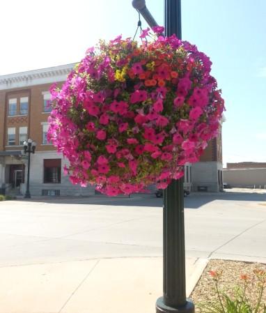 Hanging Flower Baskets Thank you to everyone who has volunteered their time this summer to water the hanging flower baskets on Main Street.