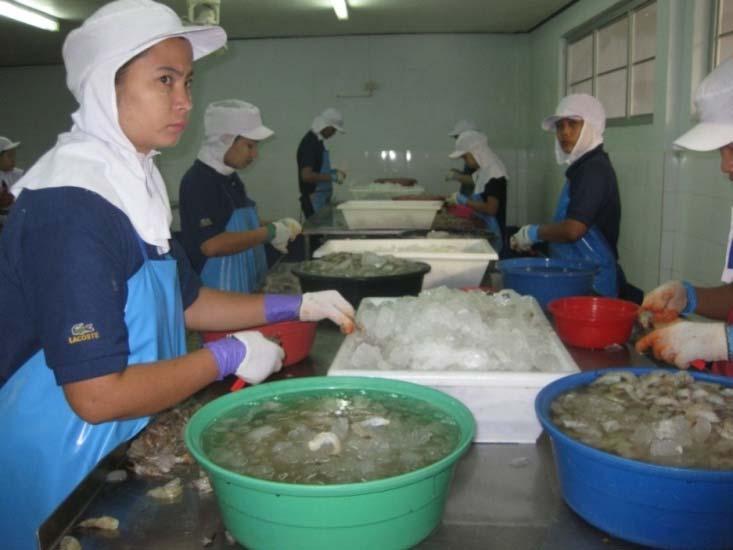Good Labour Practices (GLP) programme on child labour, forced labour and improvement of working conditions Development of Good Labour Practices (GLP) for shrimp and seafood industry & Fisheries