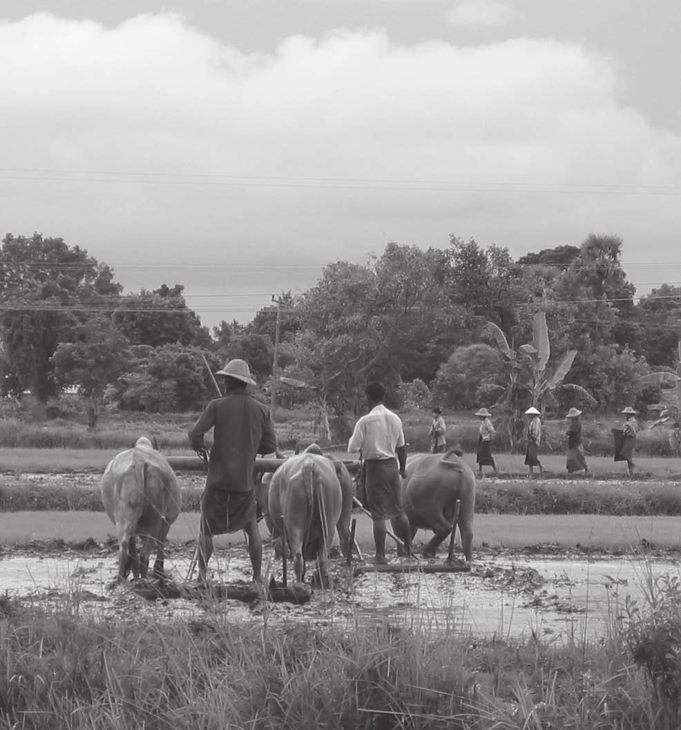 Farmers tend their fields in the countryside. Many Burmese have lost their land and are forced to leave their homes in search of a secure livelihood.