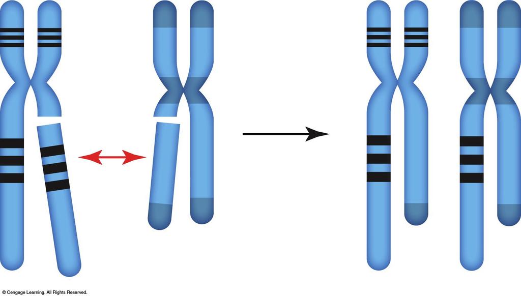 Translocation two chromosomes exchange broken parts Most translocations