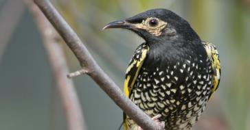 Species impact statements s 78A Industrial development in the Hunter Economic Zone Important breeding site for critically endangered Regent Honey Eater EIS was not conducted despite presence of