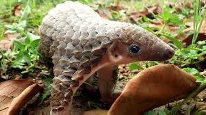 Pangolin A special unit of the Odisha Police has launched a drive to bust an international syndicate that illegally trades pangolin.