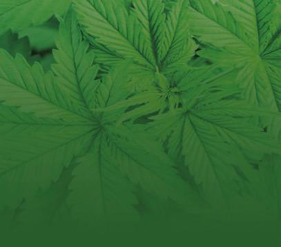 Co-sponsored by the Colorado/Wyoming Chapter of NACVA (The National Association of Certified Valuators and Analysts) and the Colorado Bar Association Cannabis Law Submitted Committee for 11 General