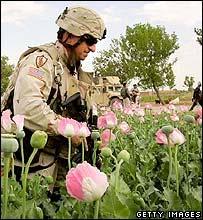 the cultivation of poppy, the key ingredient in heroin, has become a key source of finance for Taliban forces.