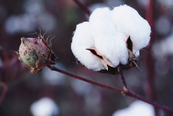 The Cotton Economy Increased demand for cotton Demand for