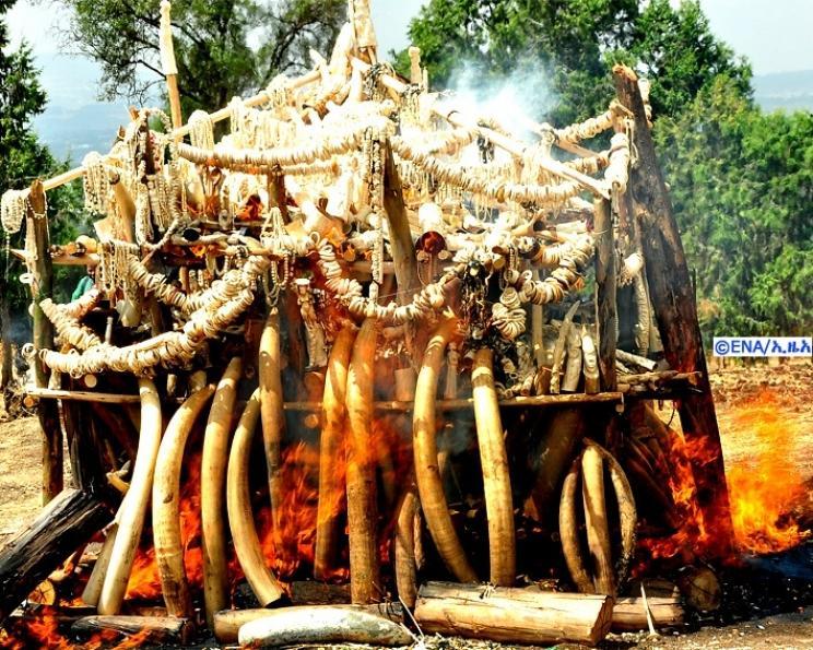 CITES National Ivory Action Plan (NIAP) PROGRESS REPORT Confisicated Ivory destruction by burning, 20 March 2015 ETHIOPIA By Ethiopian