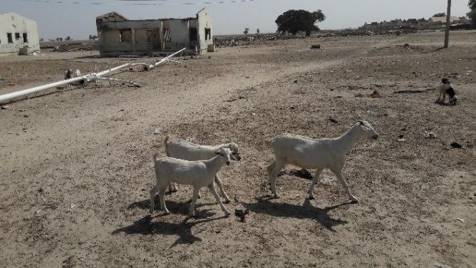 of Rann. Assets of local population are gradually being restored, especially livestock: donkeys, cows, sheep, goats and poultry.