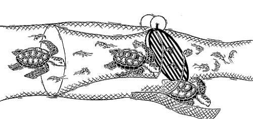 Case United States Shrimps Image of a