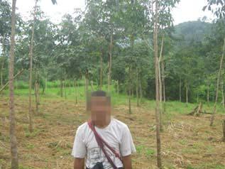These photos, taken on September 30 th 2011, show 48-year-old Saw C--- and parts of his 20-acre rubber plantation in the Mi--- area of Je--- village, Kawkareik Township.