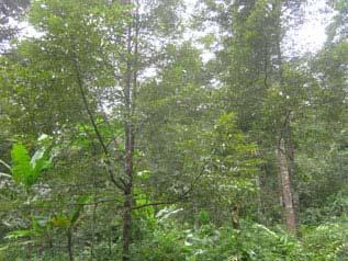 The photo at left shows a three-acre betelnut and durian plantation owned by Saw A---; the photo at right shows a three-acre durian plantation containing approximately 400 durian trees belonging to