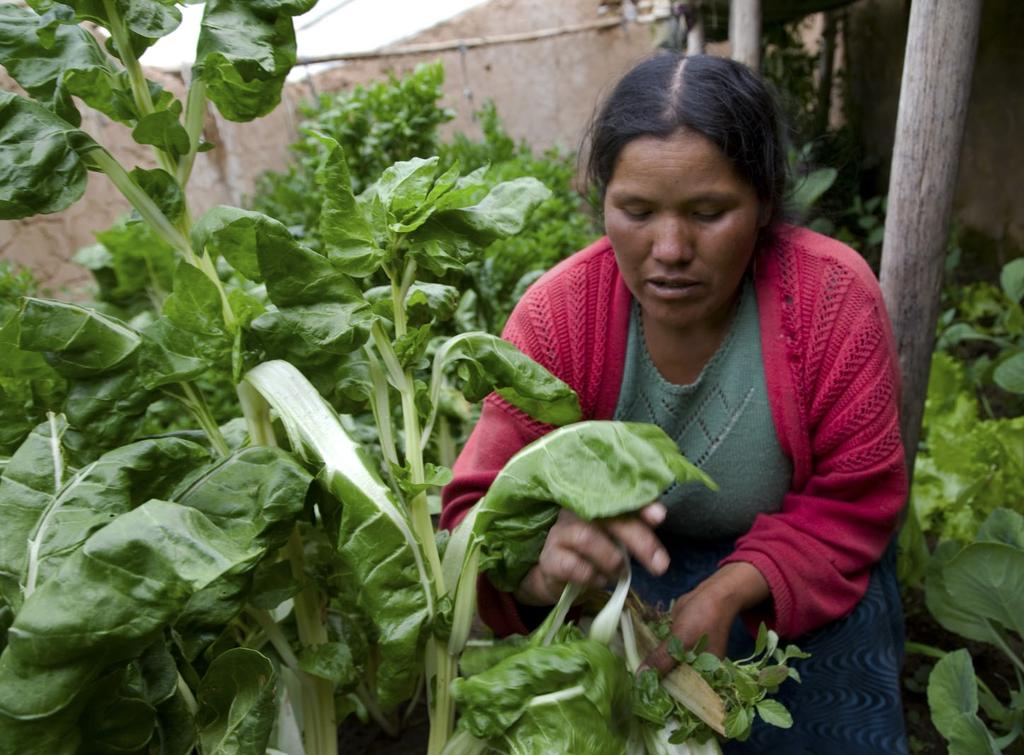 What does Trócaire do? Securing livelihoodsby providing seeds, tools, animals and training to assist families and communities to secure enough food and the ability to generate an income.