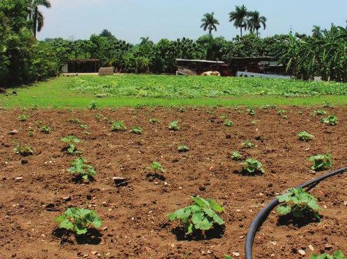 The farm seeks to promote environmental sustainability and sells its organic fertilizer and different seedlings to other farms in the area.
