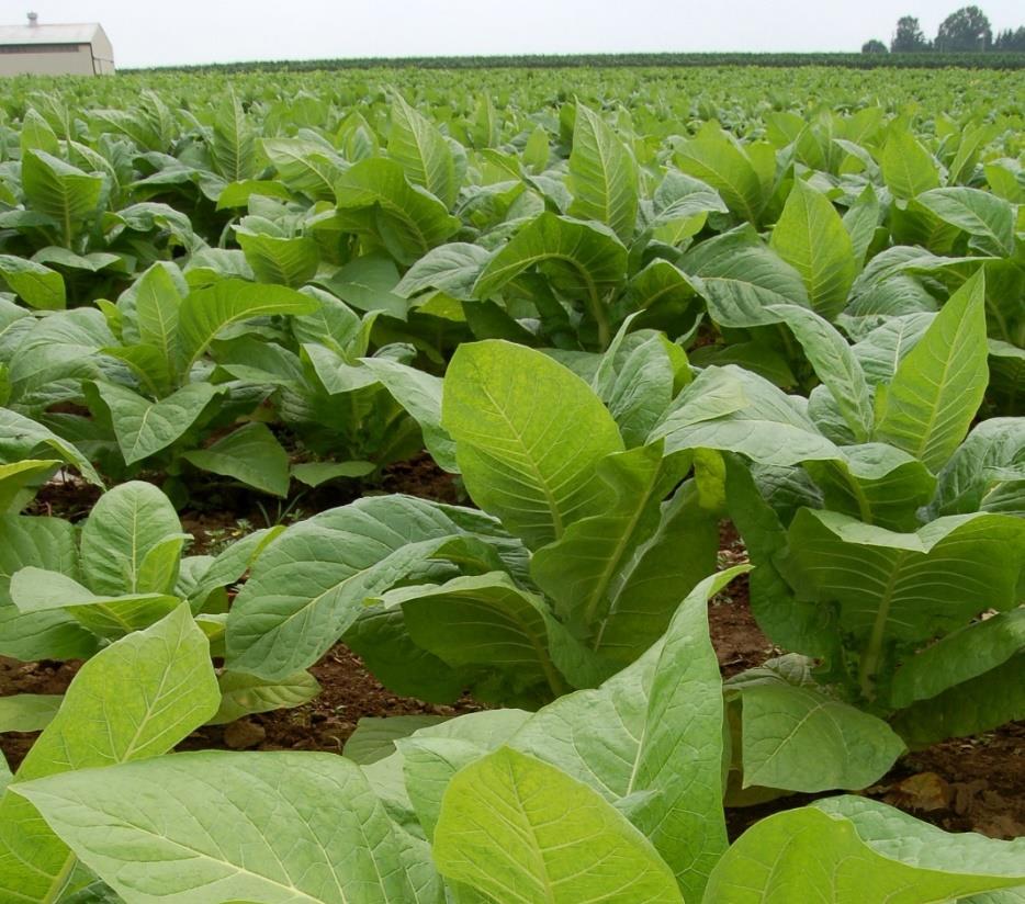 Tobacco drains the soil of
