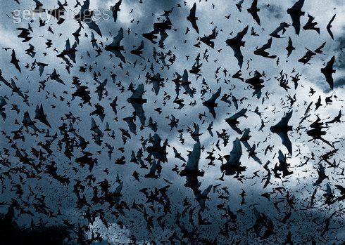 Bats of