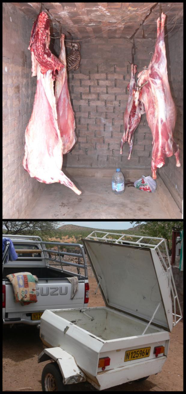 Rural-urban-transfers Meat, diary products, money Younger people and women relatives receive higher transfers In