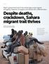 Despite deaths, crackdown, Sahara migrant trail thrives