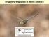 Dragonfly Migration in North America. Common Green Darner (Anax junius); Dan Jackson