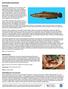 NORTHERN SNAKEHEAD. Overview. Identification. Nonindigenous Occurences